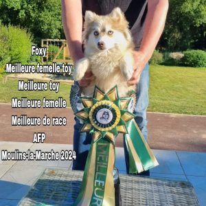 Foxy, meilleur de race à l'exposition Moulins la Marche (AFP)