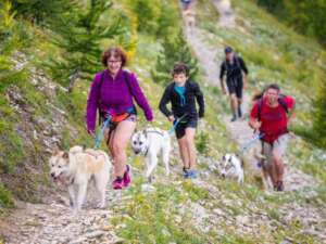 groupe de personnes faisant de la cani-randonnée avec leurs chiens dans la nature.