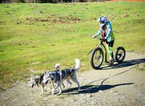 2 chiens tractent une personne sur sa trottinette