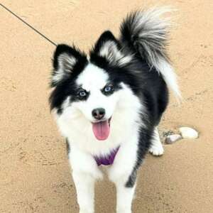 Sybel du Jardin de Kichë, femelle pomsky toy