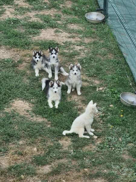 Le Club des Cinq : Sword, Juno, Liberty, Jeep et Monty.