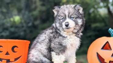 Les Petits Loups