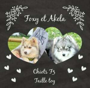 faire-part de mariage Foxy + Akela