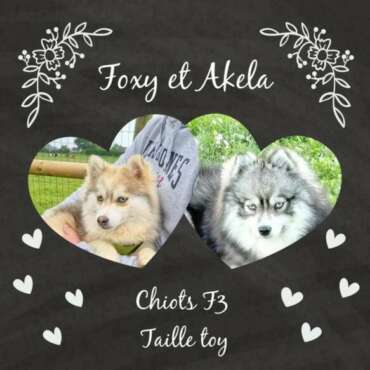 faire-part de mariage Foxy + Akela