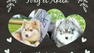 Mariage Foxy + Akela