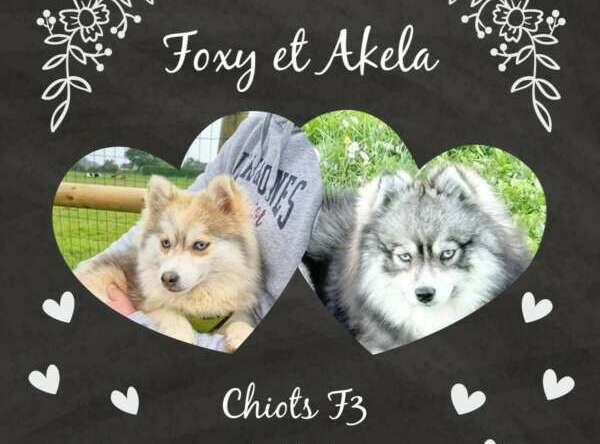 Mariage Foxy + Akela