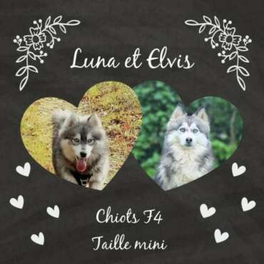 Mariage Luna + Elvis