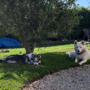 frisquette et bianca
